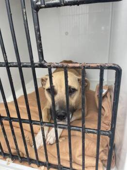Pit Bull Terrier Dogs Available for Adoption in Mobile, Alabama - Samantha | PetCurious