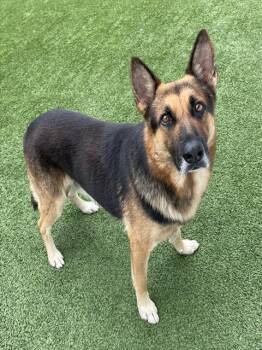 EDWIN -  German Shepherd Dog Dog for Adoption in Palmetto, Florida - EDWIN | PetCurious