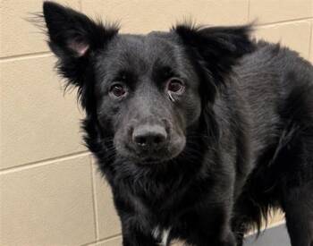 HATCHER -  Border Collie and Mixed Breed Dog for Adoption in Anchorage, Alaska - HATCHER | PetCurious