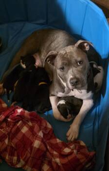 Malibu -  Pit Bull Terrier Dog for Adoption in Elgin, Illinois - Malibu | PetCurious