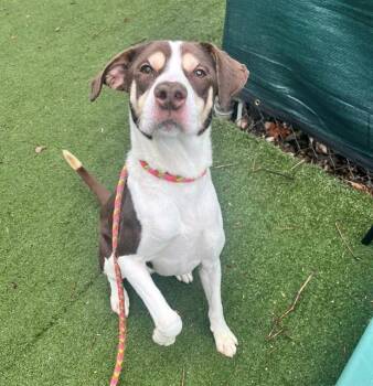 Pointer and Mixed Breed Dogs Available for Adoption - HAGEN | PetCurious