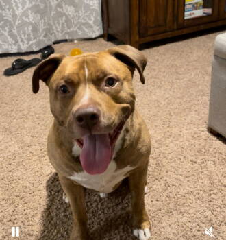 Rescue Pit Bull Terrier Dogs for Adoption in Bothell, Washington - Franklin | PetCurious