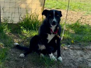 Hope -  Border Collie Dog for Adoption in Chestertown, Maryland - Hope | PetCurious