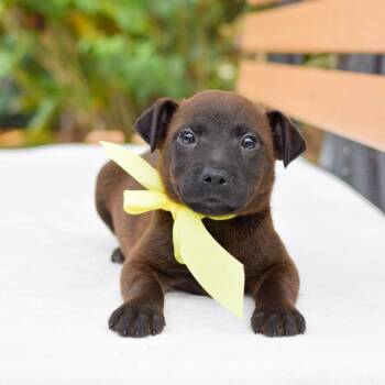 Mixed Breed Dogs Available for Adoption in Kailua-kona, Hawaii - Lilikoi | PetCurious