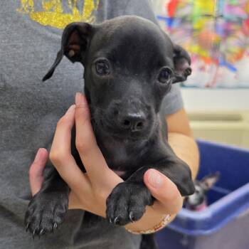 Friday -  Chihuahua and Mixed Breed Dog for Adoption in Ardmore, Oklahoma - Friday | PetCurious