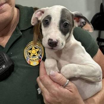 Scrabble -  Whippet and Mixed Breed Dog for Adoption in Buchanan Dam, Texas - Scrabble | PetCurious
