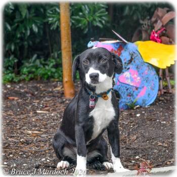 Sangria -  Feist Dog for Adoption in Wake Forest, North Carolina - Sangria | PetCurious