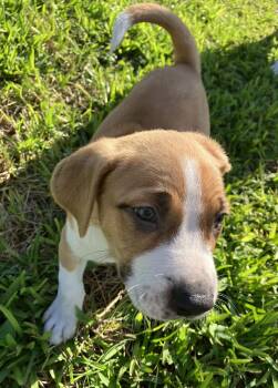 Shepherd Dogs Available for Adoption - Sandstone | PetCurious