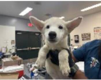 Niko -  Mixed Breed Dog for Adoption in West Chester, Pennsylvania - Niko | PetCurious