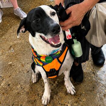 Bailey -  Collie and Labrador Retriever Dog for Adoption in Abbotsford, British Columbia - Bailey | PetCurious