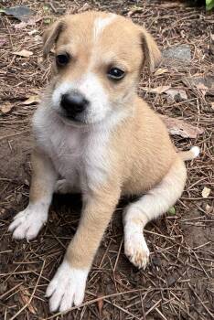 Ace  -  Mixed Breed Dog Available for Adoption in Madison, Wisconsin - Ace  | PetCurious