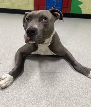 American Staffordshire Terrier and Mixed Breed Dogs Available for Adoption in Indianapolis, Indiana - CRISCO | PetCurious