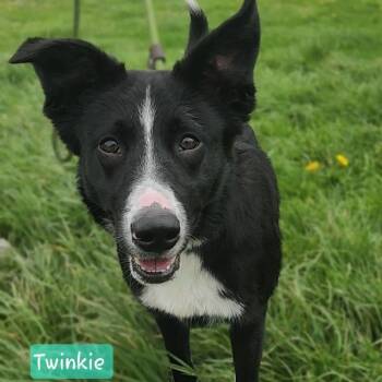 Border Collie Dogs Available for Adoption in Ashland, Ohio - TWINKIE | PetCurious