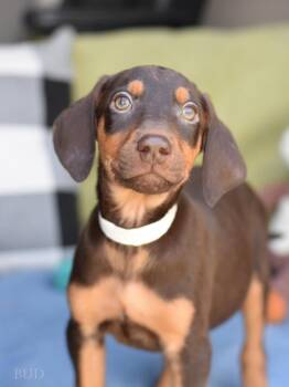 Bud (Briar