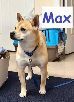 Max -  Shiba Inu and French Bulldog Dog for Adoption in Falls Creek, Pennsylvania - Max | PetCurious
