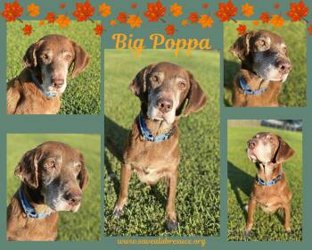 Rescue Labrador Retriever and Chocolate Labrador Retriever Dogs for Adoption in Middletown, Rhode Island - Big Poppa | PetCurious
