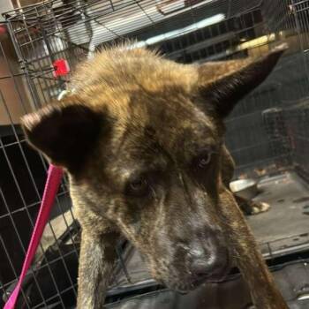 Waker -  Mixed Breed Dog for Adoption in Gadsden, Alabama - Waker | PetCurious
