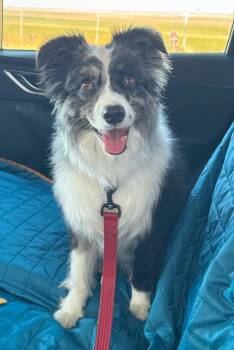 Rescue Australian Shepherd Dogs for Adoption in Ontario, California - Fig CA | PetCurious