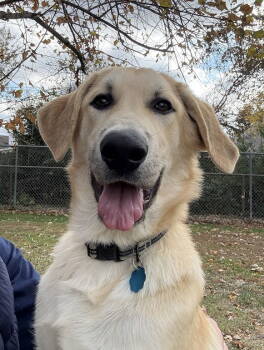 Rescue Great Pyrenees and Anatolian Shepherd Dogs for Adoption in Winter Park, Colorado - Hank | PetCurious
