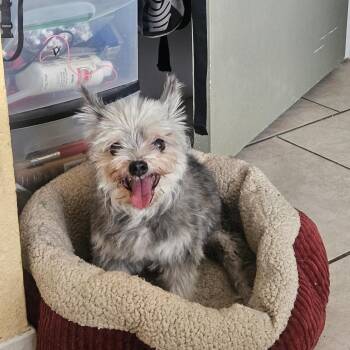 Scruffy -  Yorkshire Terrier Dog for Adoption in Las Vegas, Nevada - Scruffy | PetCurious