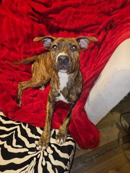 Sadie -  Catahoula Leopard Dog and Terrier Dog for Adoption in Alexandria, Louisiana - Sadie | PetCurious