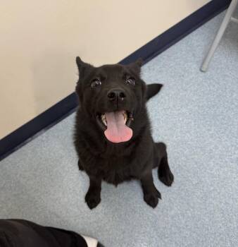 Aurora -  Schipperke and Mixed Breed Dog for Adoption in Portland, Indiana - Aurora | PetCurious