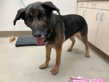 German Shepherd Dog Dogs Available for Adoption - HANK | PetCurious