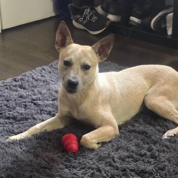 Australian Cattle Dog Blue Heeler and Australian Kelpie Dogs Available for Adoption in Houston, Texas - Wally | PetCurious