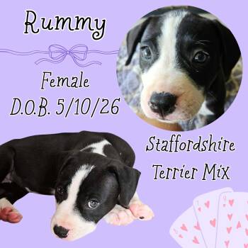 Rummy -  American Staffordshire Terrier Dog for Adoption in Caldwell, Texas - Rummy | PetCurious