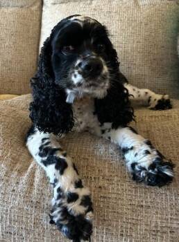 Rescue Cocker Spaniel Dogs for Adoption in Parker, Colorado - Asher C 25098 | PetCurious