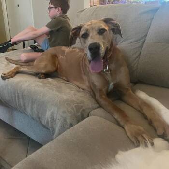 Great Dane Dogs Available for Adoption in Pflugerville, Texas - Dolly  | PetCurious