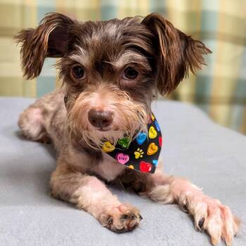 Maybelline -  Yorkshire Terrier Dog for Adoption in Gainesville, Texas - Maybelline | PetCurious