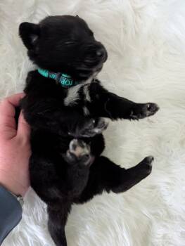 Simba -  Newfoundland Dog and Black Labrador Retriever Dog for Adoption in Clarksburg, Ontario - Simba | PetCurious