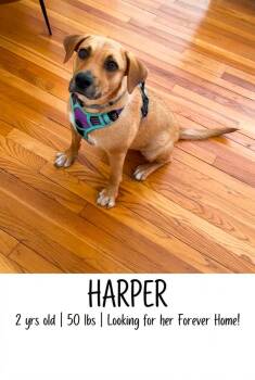Harper -  Labrador Retriever Dog for Adoption in Ossining, New York - Harper | PetCurious