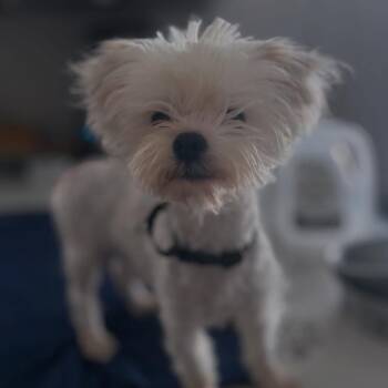 Maltese and West Highland White Terrier Westie Dogs Available for Adoption - Morgan | PetCurious