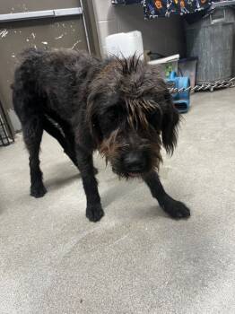 Rescue Poodle and Labrador Retriever Dogs for Adoption in Hopkinsville, Kentucky - Baby | PetCurious