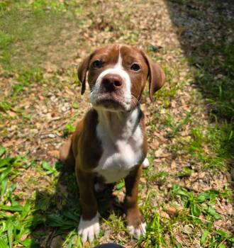 Terrier and Schnoodle Dogs Available for Adoption in Glocester, Rhode Island - Colby | PetCurious