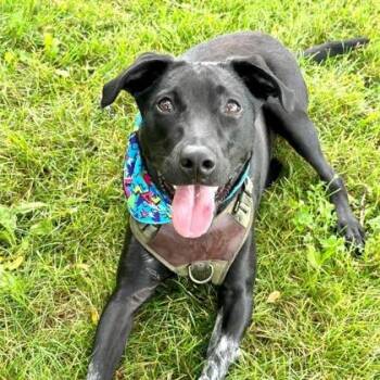 Chance -  Mixed Breed Dog for Adoption in Dekalb, Illinois - Chance | PetCurious