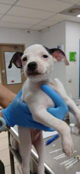 Dale -  Mixed Breed Dog for Adoption in Largo, Florida - Dale | PetCurious