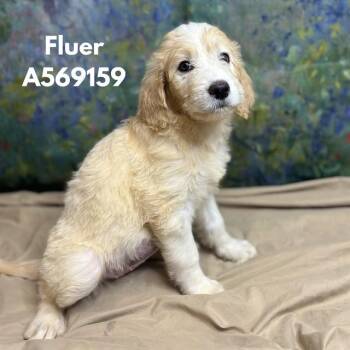 FLEUR -  Golden Retriever and Mixed Breed Dog for Adoption - FLEUR | PetCurious