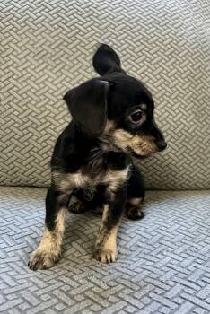 Rescue Terrier Dogs for Adoption in Plainfield, Illinois - Elsa | PetCurious