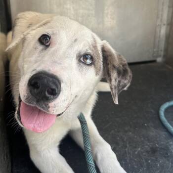 Labrador Retriever Dogs Available for Adoption in Birmingham, Alabama - Basil | PetCurious