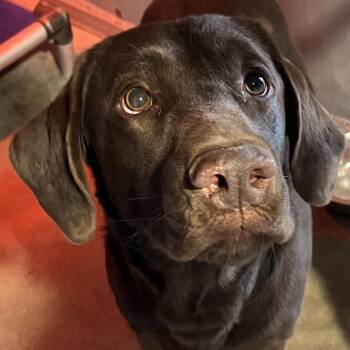 Mixed Breed Dogs Available for Adoption in Las Cruces, New Mexico - Goose | PetCurious