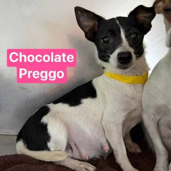 Chihuahua Dogs Available for Adoption in Tampa, Florida - Chocolate | PetCurious