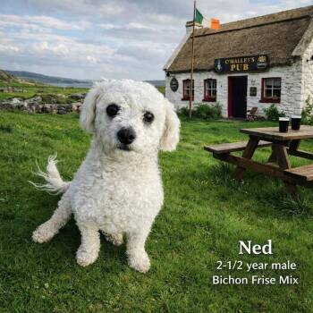 Bichon Frise Dogs Available for Adoption - NED  – 2 -1/2 YEAR OLD MALE BICHON FRISE  | PetCurious