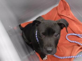 Labrador Retriever and Mixed Breed Dogs Available for Adoption in Omaha, Nebraska - SHADOW FREDDY | PetCurious