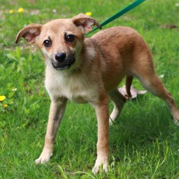 Chihuahua and Mixed Breed Dogs Available for Adoption in Stormville, New York - CT Scooby | PetCurious