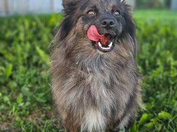 Wiley -  Pomeranian Dog for Adoption in Lethbridge, Alberta - Wiley | PetCurious