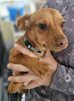 Chihuahua and Rat Terrier Dogs Available for Adoption - Buttercup | PetCurious