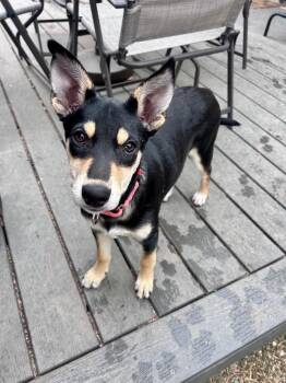 Cattle Dog and Labrador Retriever Dogs Available for Adoption in Fort Lupton, Colorado - Jhusi | PetCurious